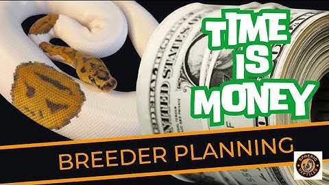 Double and Triple Recessive Breeding Strategies | #ballpythonbreeding  #reptilebusiness #youtube
