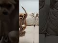 Dog Lover Exercise 🐕