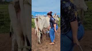 Cow Is Angry 😡 Today | Milking Time Challenge 🐄#trendingshorts #viralvideo #1millionviews #foryou