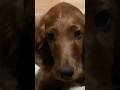 #puppy #hatethatyouweretakenfromme #grief #irishsetter #missyou #shorts #puppy #dog #healing #love