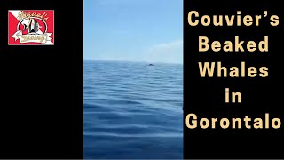 Rare Footage Of Cuviers Beaked Whales In Gorontalo