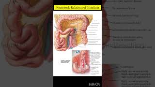 Mesenteric Relations of Intestines | human anatomy | Biology Diagram | @inditeaching