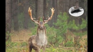 Fallow deer rut - how to call in fallow stag