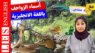 اسماء الزواحف بالانجليزي | اهم الكلمات في اللغة الانجليزية | الزواحف بالانجليزي