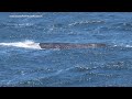 Critically endangered whale spotted off coast of Marin County, NOAA confirms