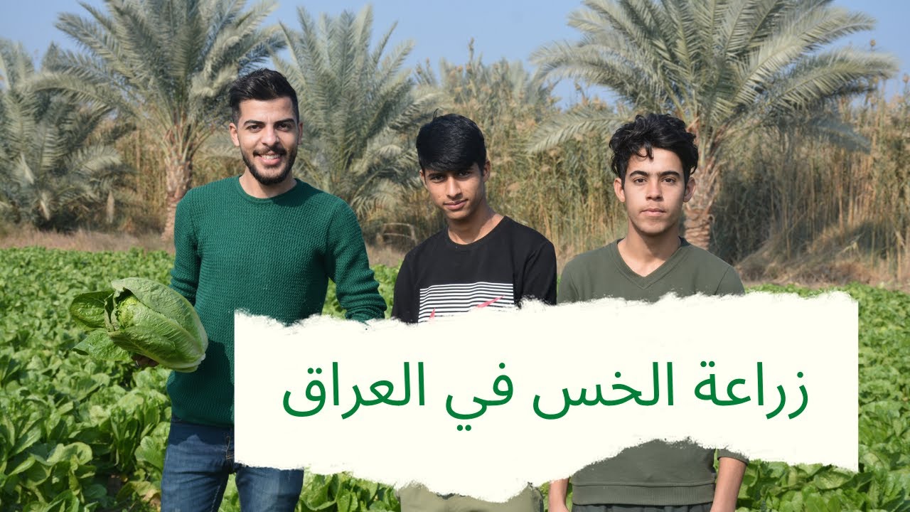 لماذا يتميز الخس في العراق بجودة أعلى من باقي دول العالم ؟ ماهو سر الخس أبو الطوبه؟ نوادر العراق