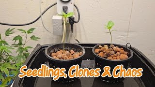 S3:E2 - The Pot Chronicles : Clones & Chaos