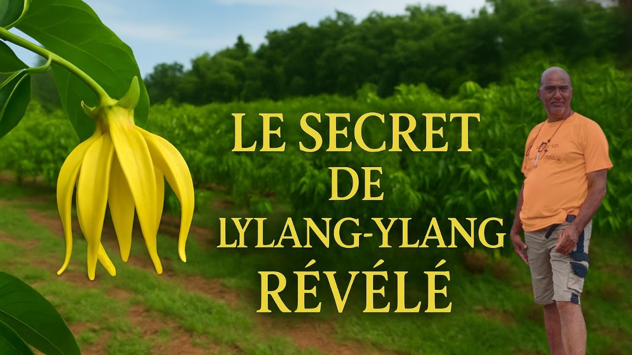 Tu ne Croiras Jamais ce que Cache cet Arbre des Comores