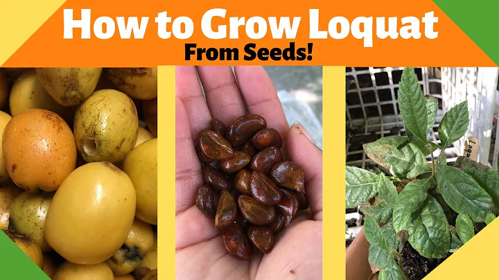 How to Grow Loquats from Seed - DayDayNews
