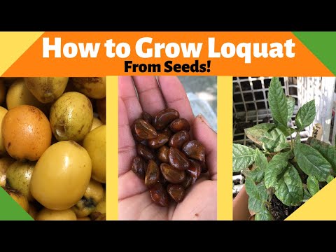 वीडियो: बीज से Loquat की रोपाई: जानें कैसे करें Loquat के बीज बोने के लिए तैयार करें