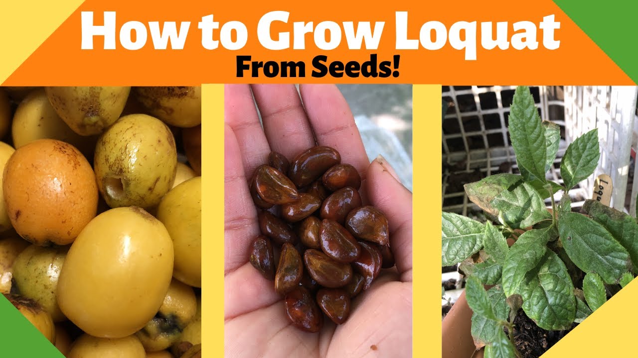 How to Grow Loquats from Seed YouTube