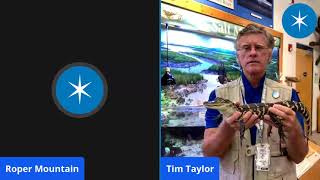 Endangered Species Success Story - The Alligator