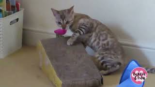 Isla Bengal Cat's Favourite Toy Fish by Bonnie & Isla Bengal Twins 267 views 1 year ago 1 minute, 55 seconds