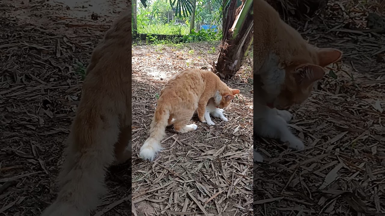 Kenangan babby merah dan illoy qhodoffi