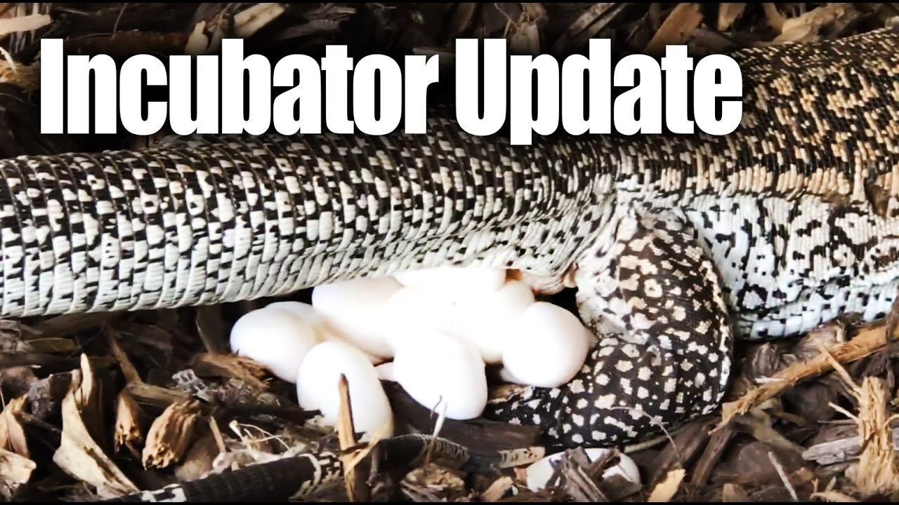 eggs florentine Incubator Update