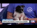 Four Legged Friends: Kanan