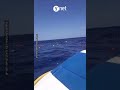 מעבורת עם מאות נוסעים התהפכה בקפריסין, לפחות 7 הרוגים