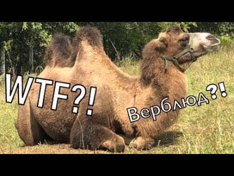 УВИДЕЛИ ВЕРБЛЮДА В