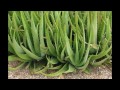 Como hacer Aloe Vera para beber