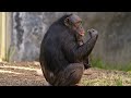Great Ape Babies at the L.A. Zoo!