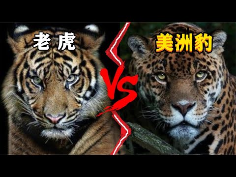 老虎vs美洲豹，究竟谁才是真正的猫科二哥？