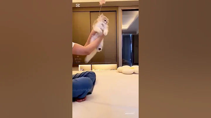 Video 11524401: cat funny dance cutecat, cat cutecat funny animal, cat dance cute animals, dog breed, best breed