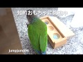 インコの「知的おもちゃ」・フォージング