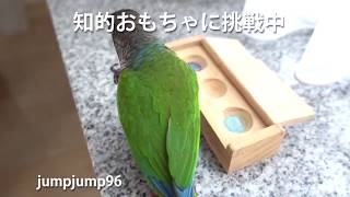 インコの「知的おもちゃ」・フォージング