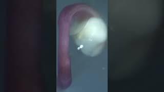 Amaranth seed germination #timelapse