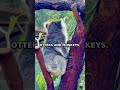 EXPOSED: The Surprising Secret of Guyana's Most Ancient Forest #shorts #facts