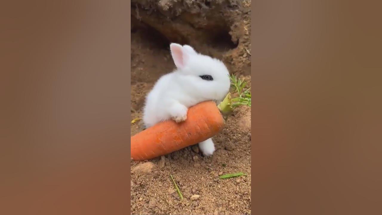 How to domesticate rabbits | rabbit domestic - YouTube