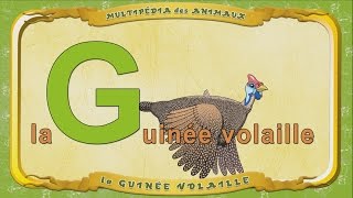 Multipédia Des Animaux. La Lettre G - La Guinée Volaille