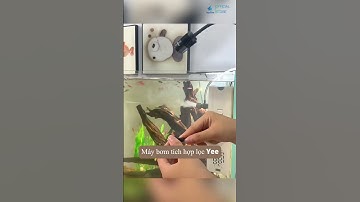 Máy Bơm Tích Hợp Lọc Bể Cá Yee – Hiệu Suất Cao, Tiết Kiệm Điện Năng #locbeca #cacanh #beca