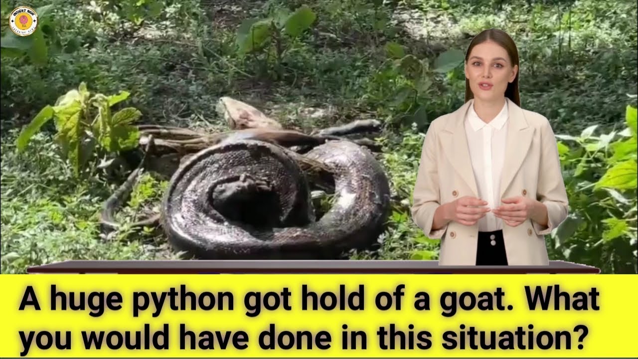 A huge python got hold of a goat. What you would have done in this ...
