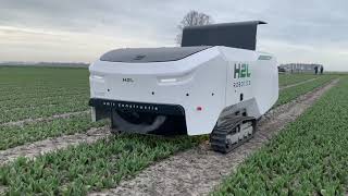 How Agricultural Robot Works on Tulips: Selector 180 H2L Robotics