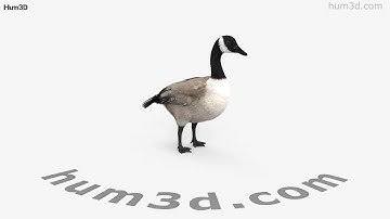 Canada Goose 3D model by 3DModels.org