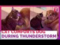 Cat comforts dog friend who is afraid of thunderstorms