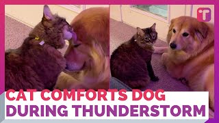 Cat Comforts Dog Friend Who Is Afraid Of Thunderstorms
