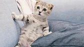 Мир Николая Шаповал