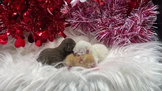 Adorable Furry Babies!  Red, Chocolate & Colorpoint Exotic Shorthair Kittens