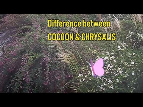 Vídeo: Diferença Entre Cocoon E Pupa