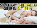 Should my Chihuahua sleep in my bed? | Sweetie Pie Pets by Kelly Swift