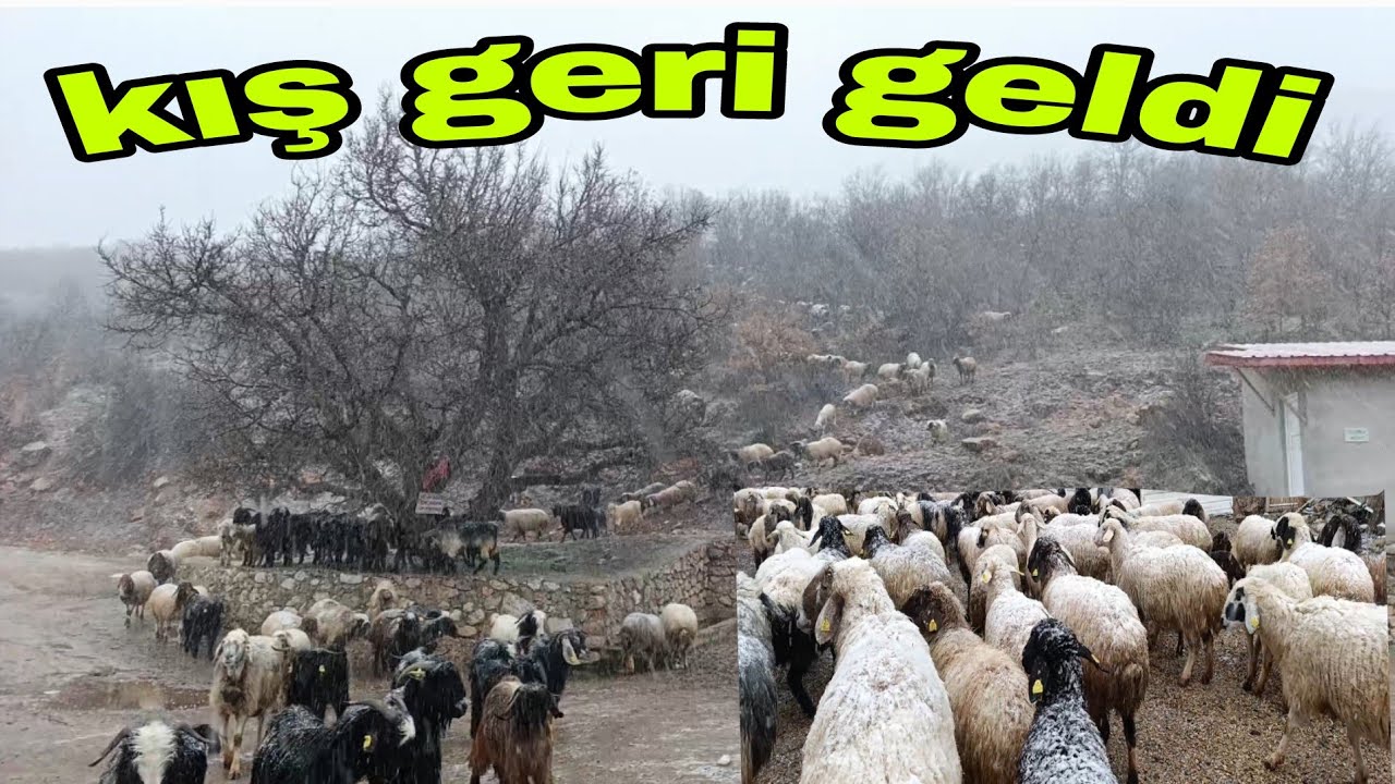 BAHAR GELDİ DERKEN KIŞ GERİ GELDİ MEYVE AĞAÇLARI İÇİN İYİ OLDU 