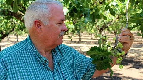 Managing Pistachios in Madera with Craig Wylie