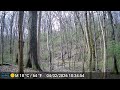 Wildlife Trailcam March 2026 #Nature