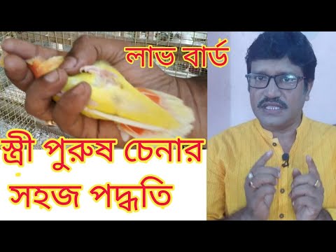 ভিডিও: কিভাবে একটি অংশীদার ছাড়া একটি কবুতর বাড়াতে: 9 ধাপ (ছবি সহ)