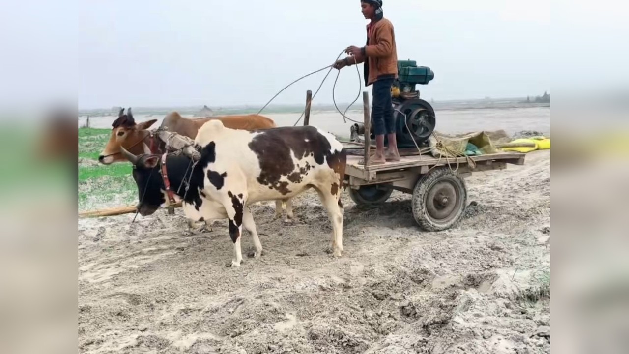 印度古法又奇葩的打井方式，3000卢比就能找到包出水的打井队