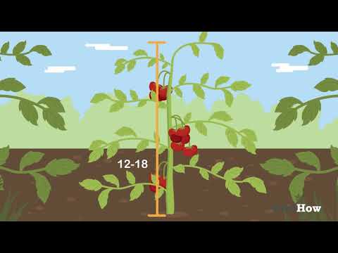 Video: Wie man Ginseng anbaut (mit Bildern)