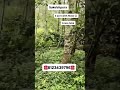 Property ID 173 3 acre 25kms from Sakleshpura #dreamplot #buyplots #farmland Price : -1 cr