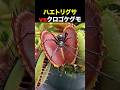 ハエトリグサ vs クロゴケグモ